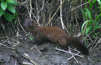 American Mink | Outdoor Alabama